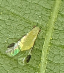 Monellia caryella