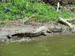 Crocodylus niloticus africanus