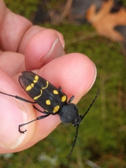 Calloides nobilis