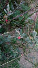 Salix repens argentea