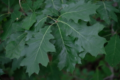 Quercus rubra