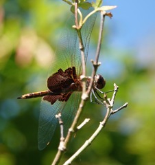 Tramea carolina
