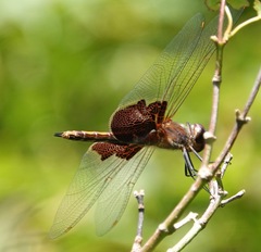 Tramea carolina