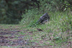 Catharus occidentalis