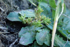 Crassula moschata