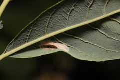 Phyllonorycter salicicolella