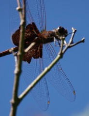 Tramea carolina