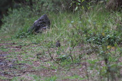 Catharus occidentalis