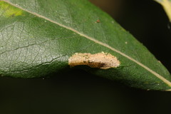 Phyllonorycter salicicolella