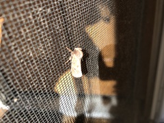 Acrolophus plumifrontella