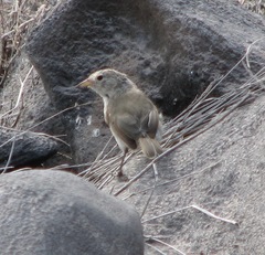 Certhidea fusca