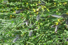 Cytisus scoparius insularis