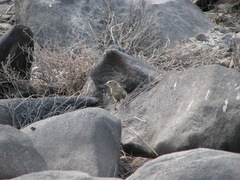 Certhidea fusca