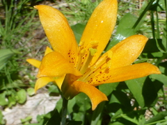 Lilium parvum