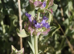 Salvia pachyphylla