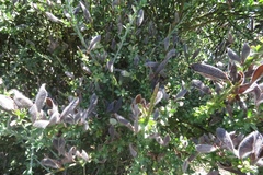Cytisus scoparius insularis