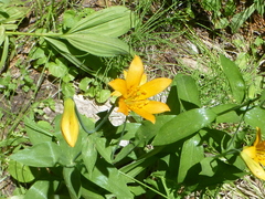 Lilium parvum