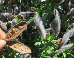 Cytisus scoparius insularis