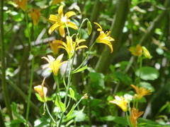 Lilium parvum