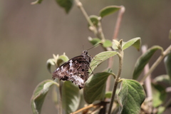 Codatractus bryaxis
