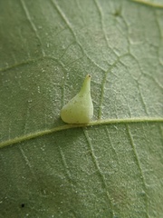 Caryomyia caryaecola