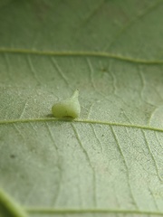 Caryomyia caryaecola