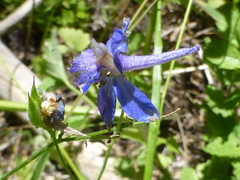 Delphinium gracilentum