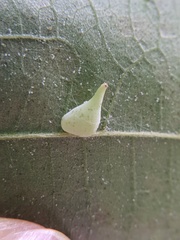 Caryomyia caryaecola