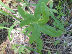 Delphinium gracilentum