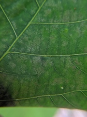 Caryomyia caryaecola