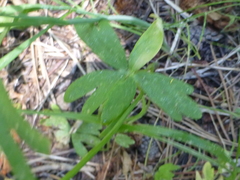 Delphinium gracilentum