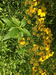 Coreopsis palmata