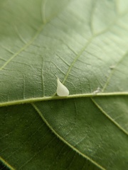 Caryomyia caryaecola