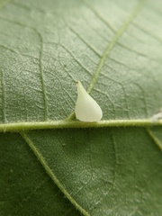 Caryomyia caryaecola