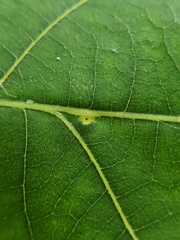 Caryomyia caryaecola