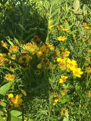 Coreopsis palmata