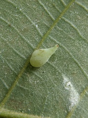 Caryomyia caryaecola