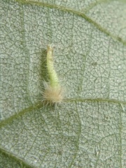 Caryomyia inclinata
