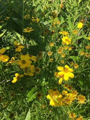 Coreopsis palmata