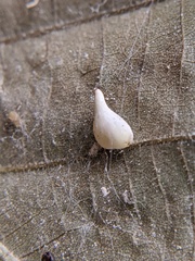 Caryomyia caryaecola