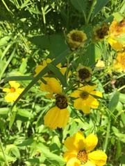 Coreopsis palmata