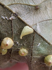 Caryomyia caryaecola