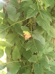 Toxicodendron radicans