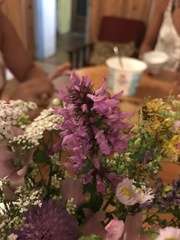 Betonica officinalis