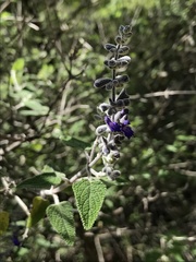 Salvia melissodora