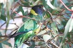 Barnardius zonarius semitorquatus