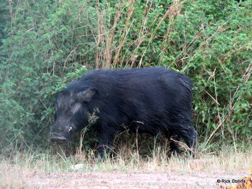 Giant Forest Hog