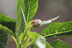 Chinavia marginata