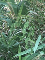 Chasmanthium latifolium