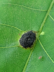 Phylloxera caryaeglobuli